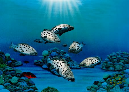 Cod Hole- L/E Print of Potato Cod by Darrell Hook