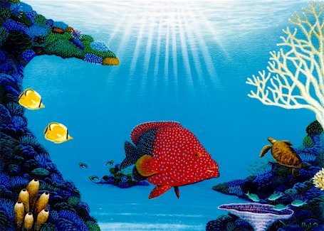 Reef Magic - Print by Darrell Hook