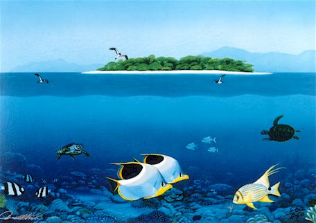 Harlequins Of The Reef - Print by Darrell Hook