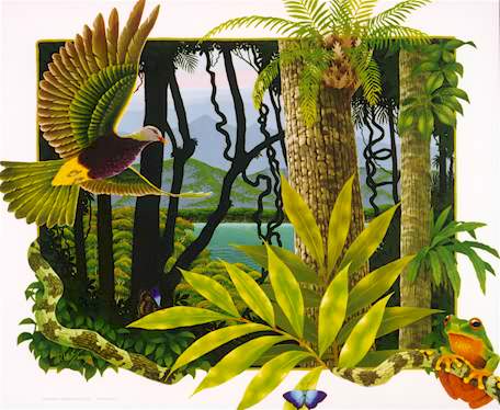 Cassowary  Print of Tropical North Queensland Rainforest & Fauna